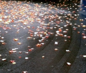 leaves on wet road - cropped