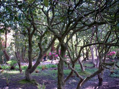 Trees at Rhododendron